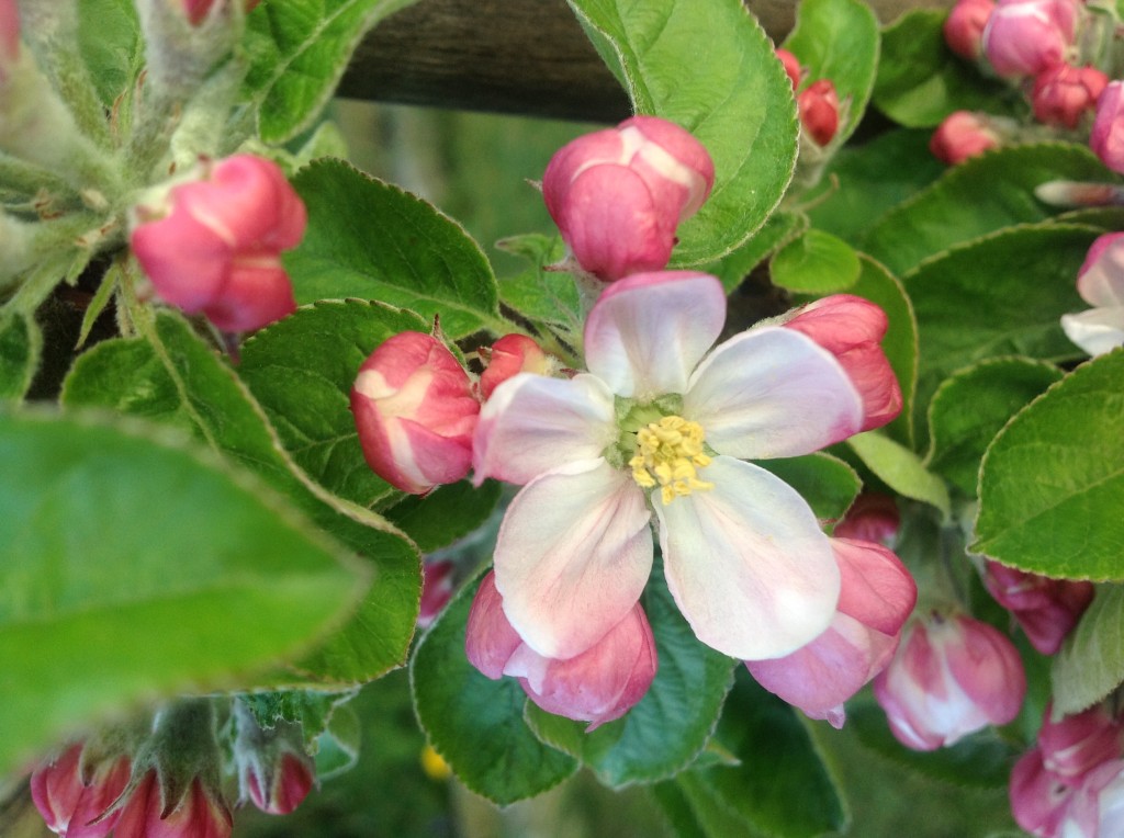 Apfelblüte