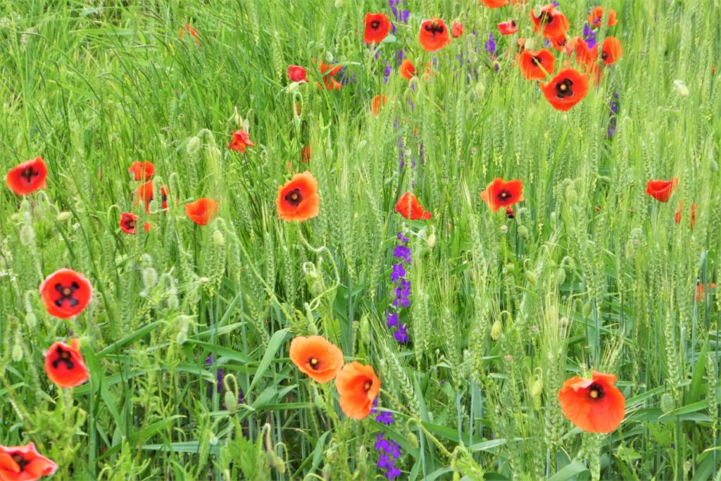 Dieses Bild hat ein leeres Alt-Attribut. Der Dateiname ist P1220905-1024x683.jpg