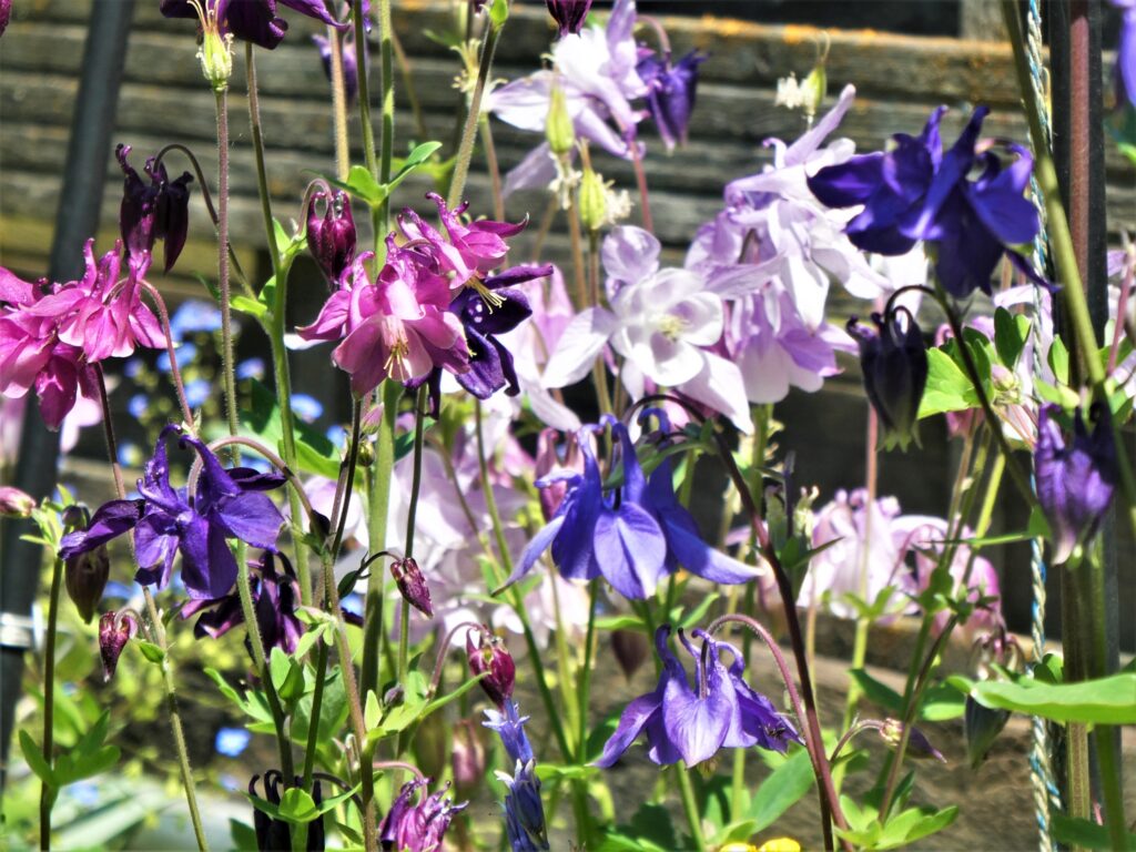 Dieses Bild hat ein leeres Alt-Attribut. Der Dateiname ist P1042598-1024x768.jpg