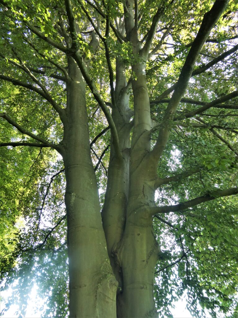 Dieses Bild hat ein leeres Alt-Attribut. Der Dateiname ist P1084349-768x1024.jpg