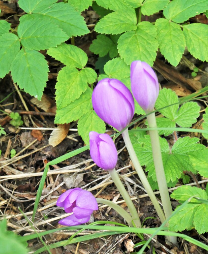 Dieses Bild hat ein leeres Alt-Attribut. Der Dateiname ist P1084949-839x1024.jpg