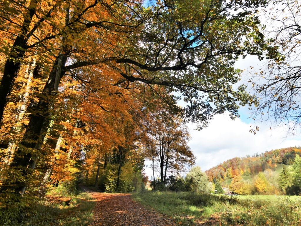 Dieses Bild hat ein leeres Alt-Attribut. Der Dateiname ist P1095611-1024x768.jpg