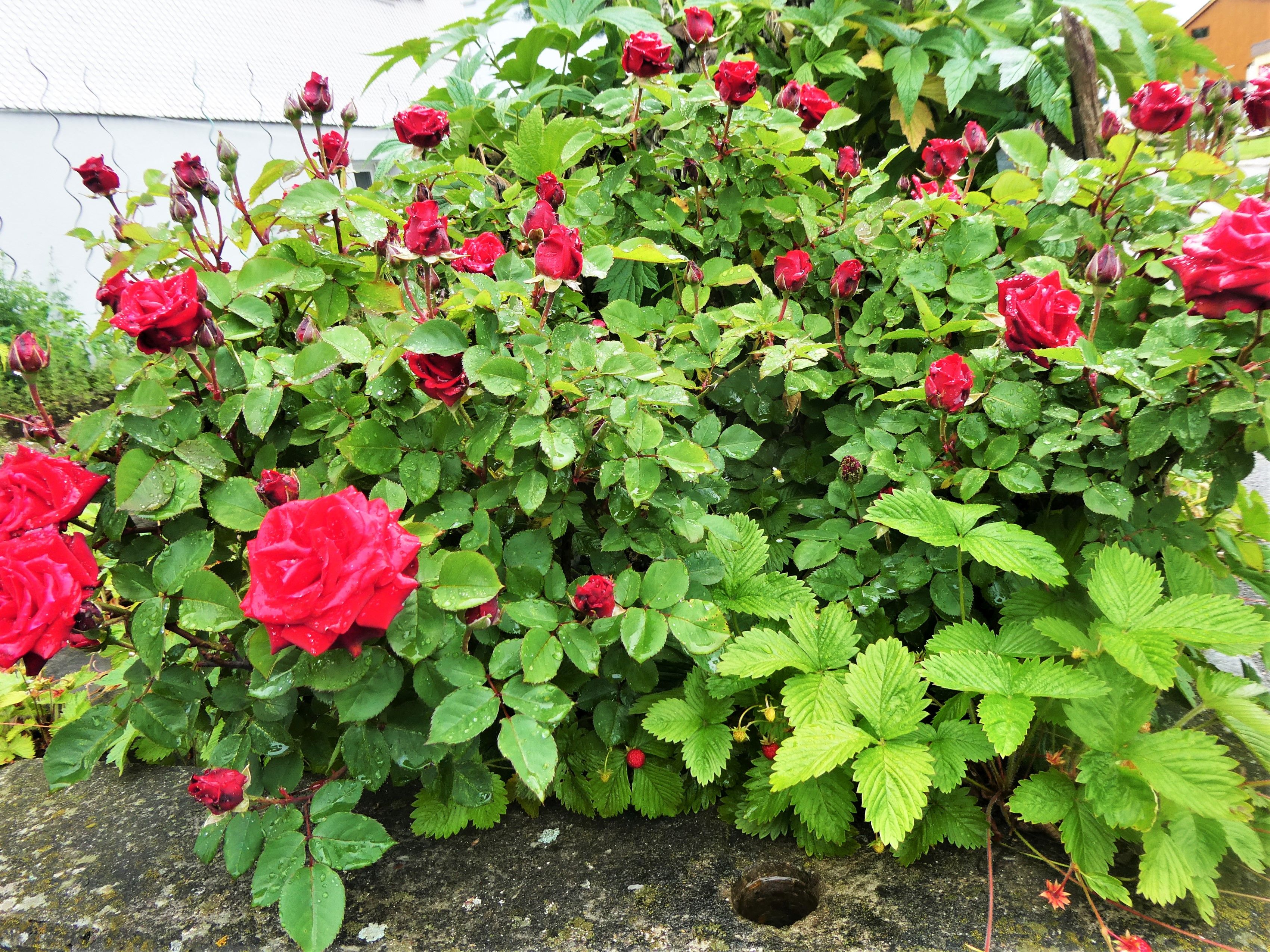 Dieses Bild hat ein leeres Alt-Attribut. Der Dateiname ist P1118624.jpg