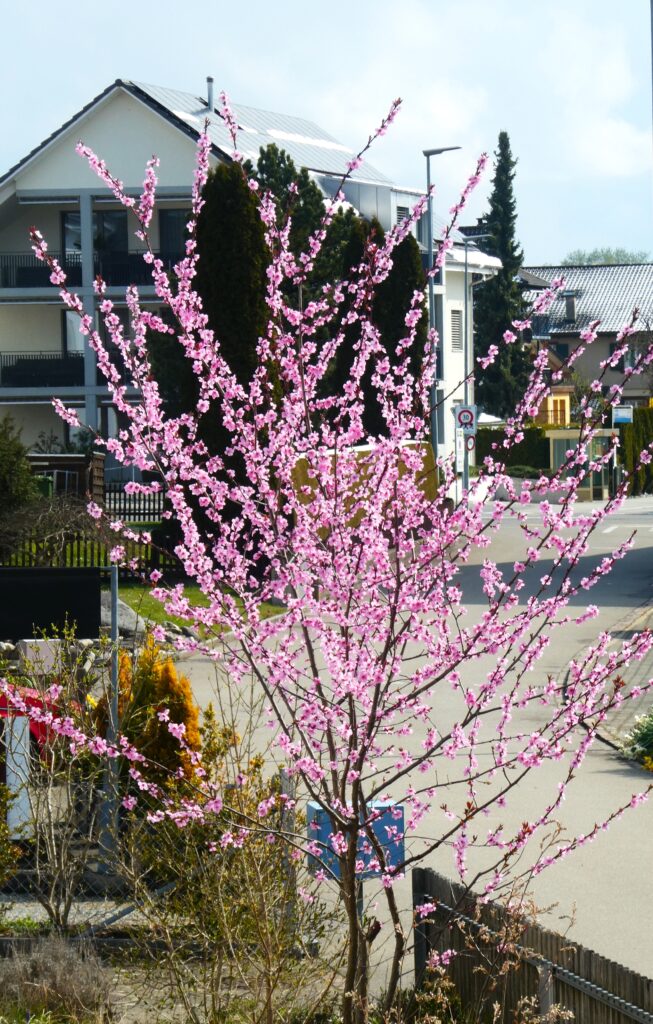 Dieses Bild hat ein leeres Alt-Attribut. Der Dateiname ist P1141785-653x1024.jpg