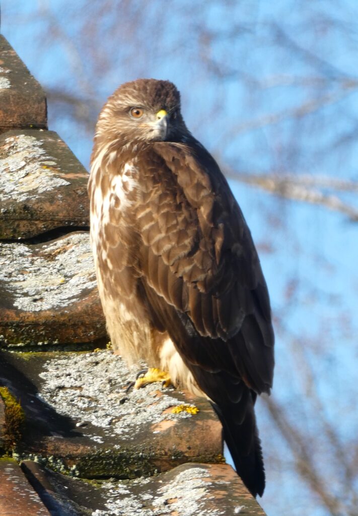 Dieses Bild hat ein leeres Alt-Attribut. Der Dateiname ist P1141400-711x1024.jpg